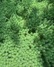 樱花谷16