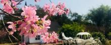 樱花谷6