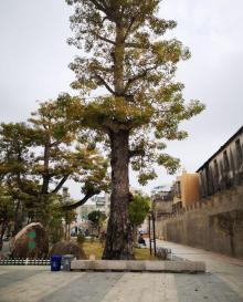 达濠古城14