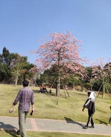 大王山森林公园4