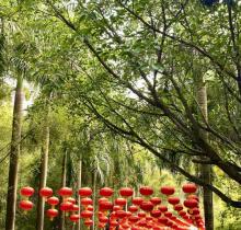 大王山森林公园2