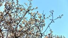韶关樱花公园5