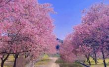 韶关樱花公园3