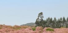韶关樱花公园2