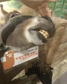 西游动物城15