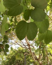 潮州西湖20