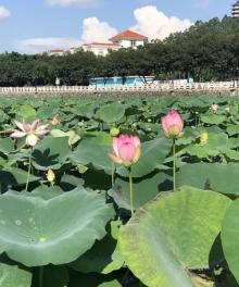 莲湖公园18