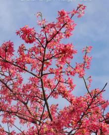 横琴花海长廊4