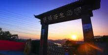 大树农场8