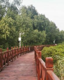 红树林公园27
