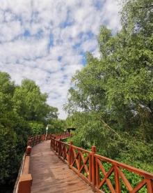 红树林公园14