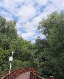 红树林公园15