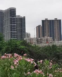 红树林公园25