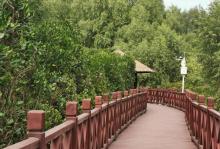 红树林公园17