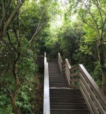 西丽水库桃花林4