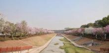 光明区鹅颈水湿地公园1