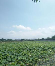 崖口村24