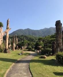 化石森林1