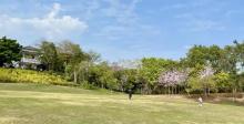 大沙河公园2