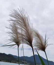 坝光村6
