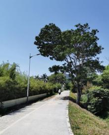 坪山湿地公园4