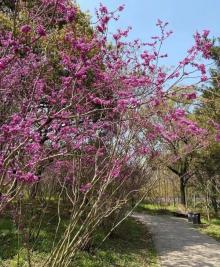 塘朗山郊野公园6
