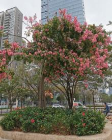 香蜜公园26