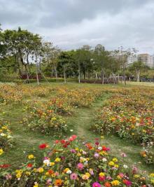 香蜜公园11