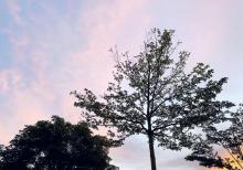 香蜜公园29
