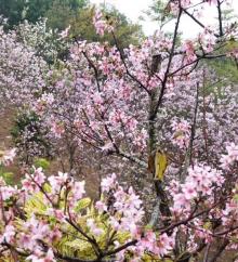 聚龙山公园7