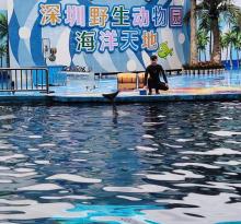 深圳市野生动物园海狮表演馆1