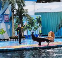 深圳市野生动物园海狮表演馆2
