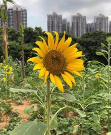 西丽生态公园19