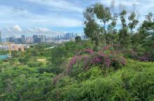 西丽生态公园4