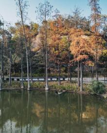 小凉帽农场6