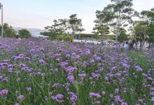 深圳湾公园流花山5