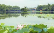 洪湖公园17