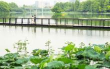洪湖公园18