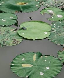 洪湖公园27