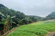 羊台山森林公园7