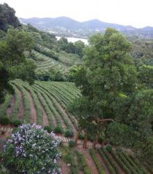茶翁古镇1