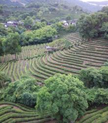茶翁古镇2