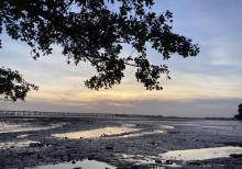 宝安西湾红树林公园11