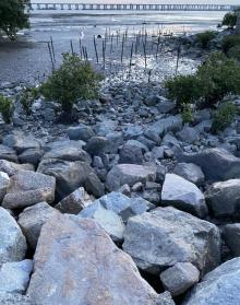 宝安西湾红树林公园10
