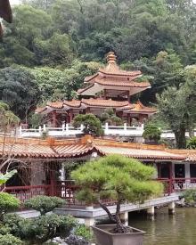 仙湖植物园26