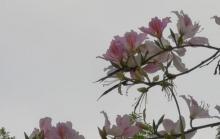 仙湖植物园30