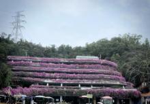 仙湖植物园12