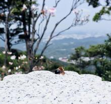 梧桐山国家森林公园10