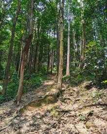 梧桐山国家森林公园16