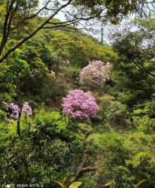 梧桐山国家森林公园23